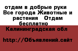 отдам в добрые руки - Все города Животные и растения » Отдам бесплатно   . Калининградская обл.